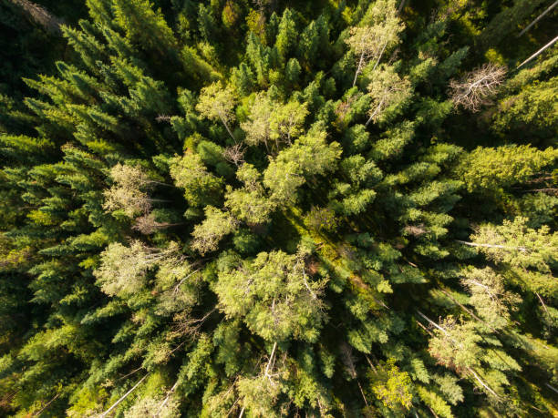 istock Beautiful Panoramic View of Canadian Nature 1280170413