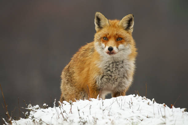 istock Alert red fox looking on meadow in winter nature. 1280170433
