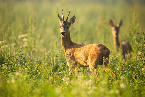Two roe deer, capreolus capreolus, standing on meadow in summertime nature. Roebuck looking to the camera with doe in background in wildflowers. Wild antlered mammals watching on grass.