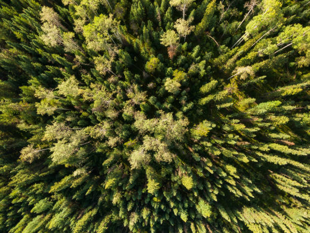 istock Beautiful Panoramic View of Canadian Nature 1280170479