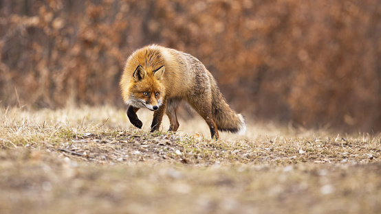 Stealthy red fox, vulpes vulpes, walking on meadow in autumn nature. Wild orange predator staring on field in fall. Alert mammal sneaking on dry glade.