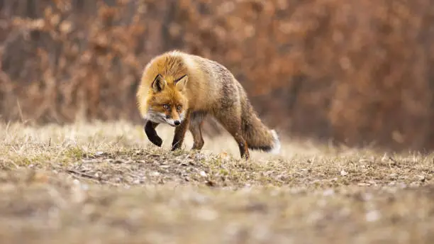 Photo of Stealthy red fox walking on meadow in autumn nature.