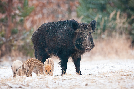 Wild boar, sus scrofa, family standing on snowy meadow in winter. Brown mammal mother with striped piglets looking on white field. Little animals feeding on snow.