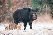 Wild boar family standing on snowy meadow in winter.