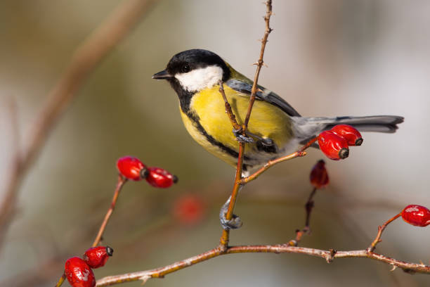 istock Great tit sitting on rosehip in autumn nature. 1280170606