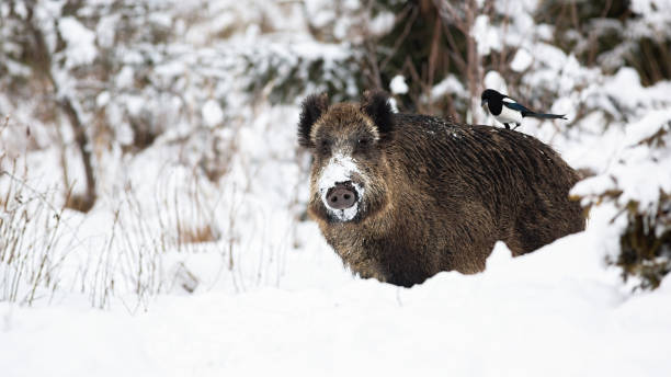 Wild boar standing on white field in wintertime nature.