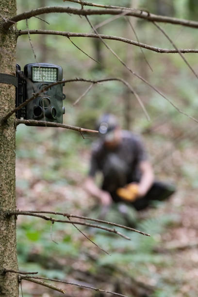 Hunting camera attached to spruce tree, hunter visible in background stock photo