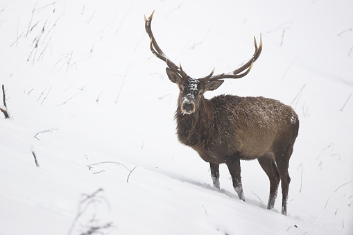 Red deer, cervus elaphus, wading through snow in wintertime nature. Wild stag with antlers standing on side of a hill in winter. Brown mammal looking to the camera on white slope.