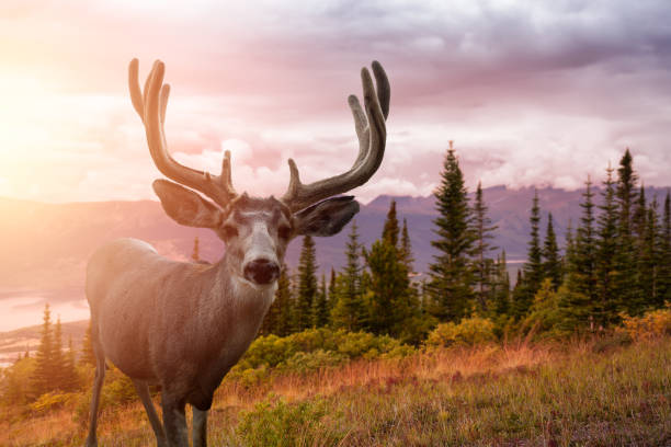 istock A male Deer in Canadian Nature 1280171815
