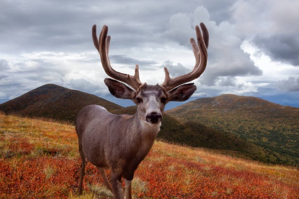 ein männliches reh in kanadischer natur während der bunten herbstsaison. - forest deer stag male animal stock-fotos und bilder