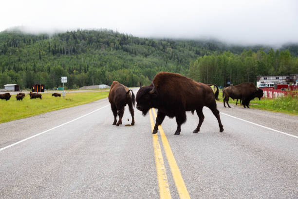 istock Buffolo in Northern Canadian Rockies 1280172033