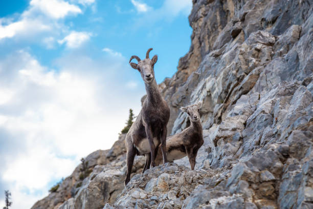 ovelhas da montanha em um penhasco rochoso. mãe e seu bebê. - rocky mountain sheep - fotografias e filmes do acervo