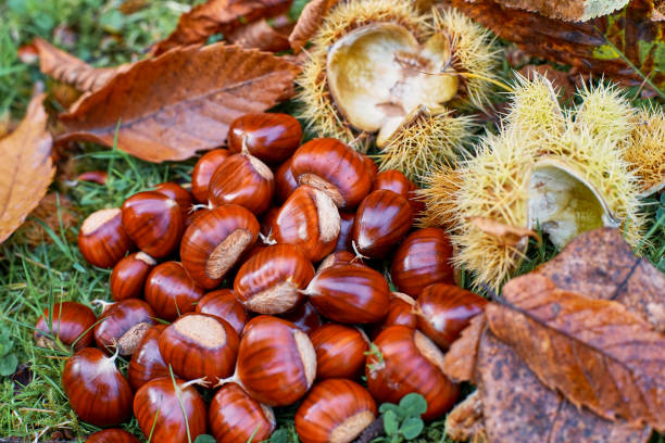 istock Castanea sativa iwith the spiny cupules and autumn leafs 1280173098