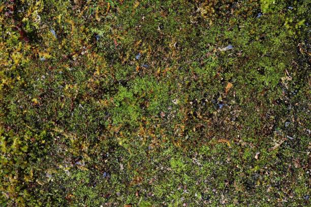 istock Detailed close up view on a forest ground texture with moss and branches 1280173108