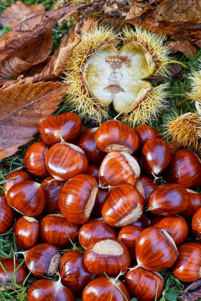 istock Castanea sativa iwith the spiny cupules and autumn leafs 1280173295