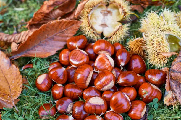 Castanea sativa with the spiny cupules and autumn leafs; radiance autumn time