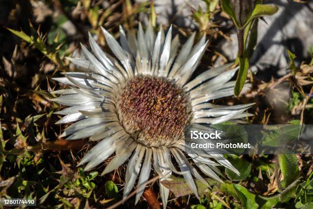 Silver Thistle At Sunlight Monte Peralba Val Sesis Italy Stock Photo - Download Image Now