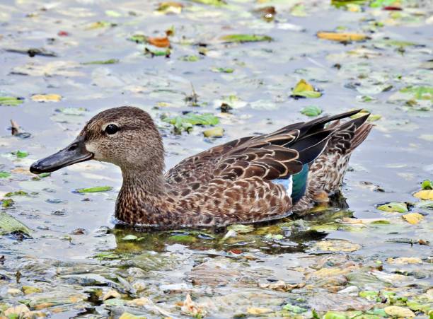 Green-winged Teal Duck (Anas crecca) swimming in the Florida wetlands Green-winged Teal profile green winged teal duck stock pictures, royalty-free photos & images