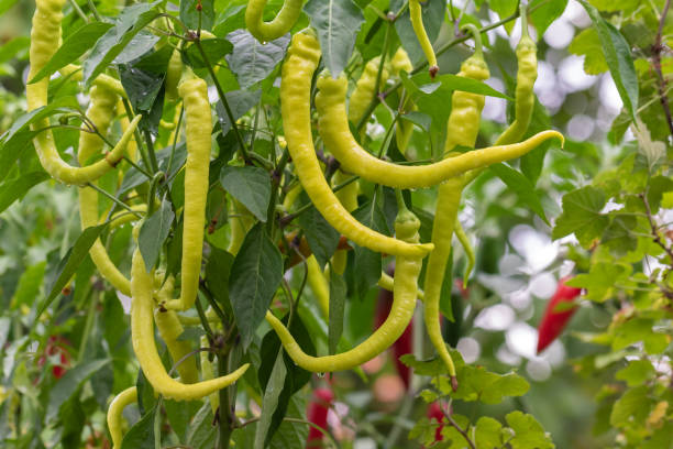 istock Sweet chili peppers 1280175043