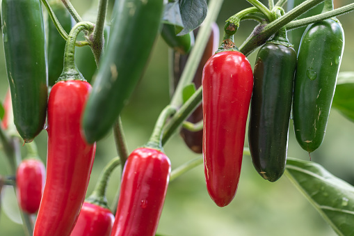 Red and green hot chilli peppers background