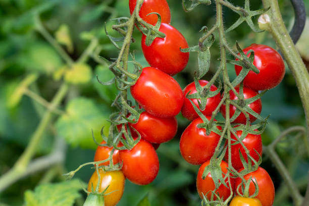 plum tomatoes - plum tomato fotos imagens e fotografias de stock