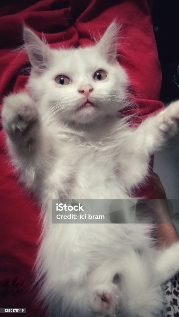 Cute kitten a playful and spoiled white kitten, which is always entertaining at home Animal Stock Photo