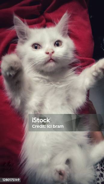 Cute Kitten Stock Photo - Download Image Now - Animal, Animal Body Part, Animal Eye
