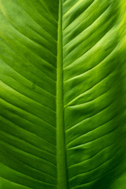 istock Green leaf texture in the forest at sunny background. 1280175820