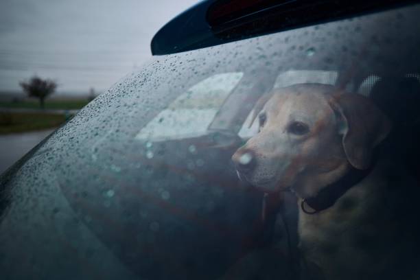 istock Patience dog waiting in car during heavy rain 1280175914