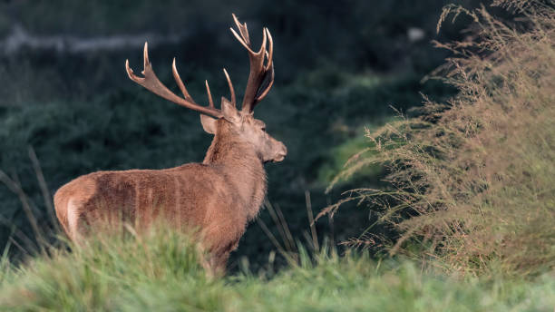 istock Majestic Red deer male at sunrise (Cervus elaphus) 1280176148