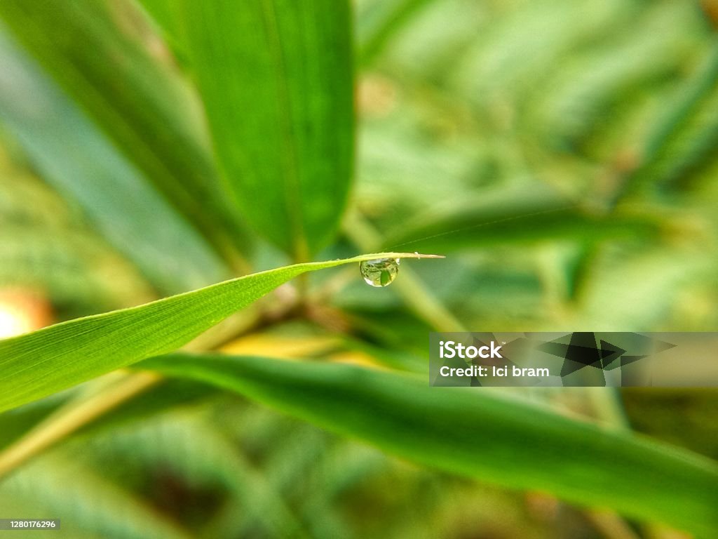 Water drop A fresh water drop in a bamboo leaf. Abstract Stock Photo