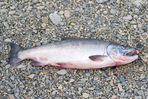 prise fraîche de saumon coho ( oncorhynchus kisutch ). - pebble water gray silver photos et images de collection