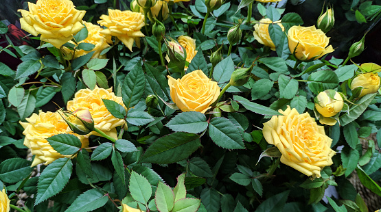 yellow roses blossoms in the middle of green leaves in the market for sale