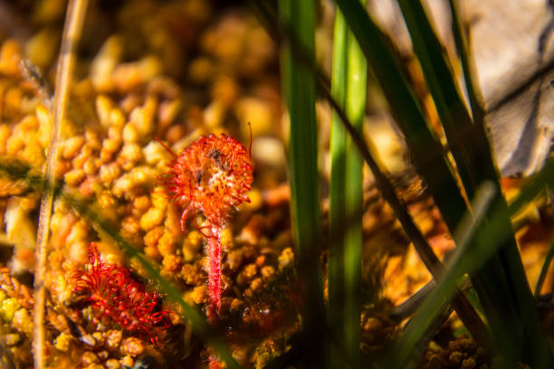 istock carnivorous plant in the forez 1280177444