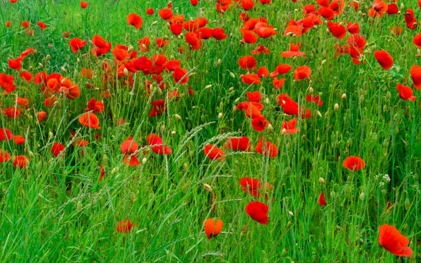 istock Red poppies flowers inthe meadow 1280177579