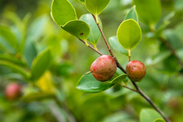 Ripe camellia seed fruits on the tree