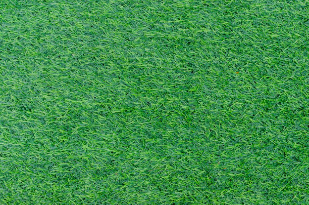 istock Green grass texture for background. Green lawn pattern and texture background. Close-up. 1280178519