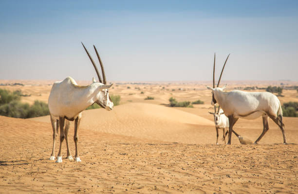 istock arabian oryx in a desert near Dubai 1280179078