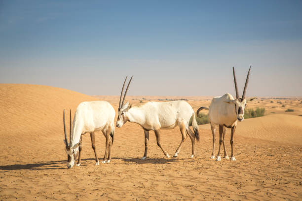 oxix árabe em um deserto perto de dubai - arabian oryx - fotografias e filmes do acervo