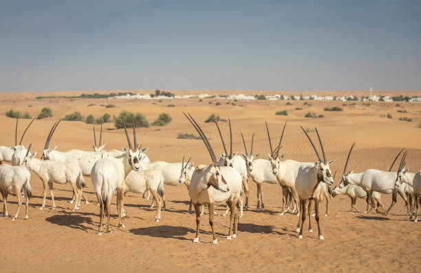 arabski oryks na pustyni w pobliżu dubaju - 3109 zdjęcia i obrazy z banku zdjęć