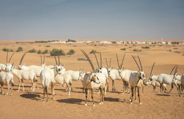 oxix árabe em um deserto perto de dubai - 3109 - fotografias e filmes do acervo