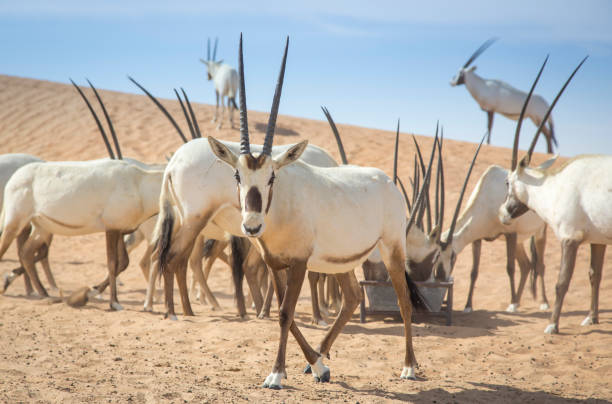 oxix árabe em um deserto perto de dubai - arabian oryx - fotografias e filmes do acervo