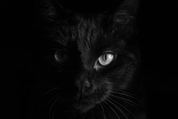 istock The Black in the dark 1280179365