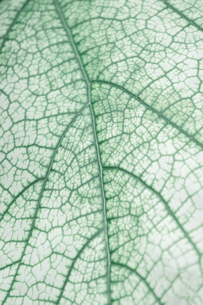 Macro view of green leaf texture with natural cells.