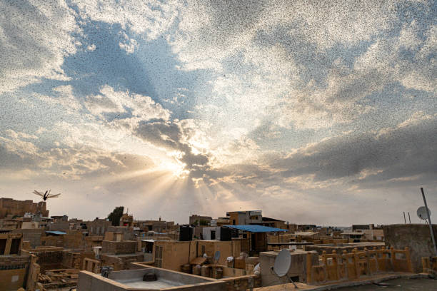istock a attack by desert hopper (locust attack) at jaisalmer city 1280180865