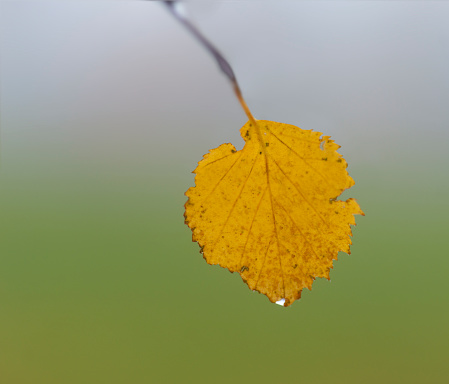 Yellow leaf of birch tree in autumn, on smooth green background