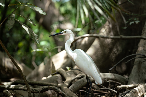 White egret birds is standing on tree's root in tropical rainforest environment. Animal and wildlife portrait photo.