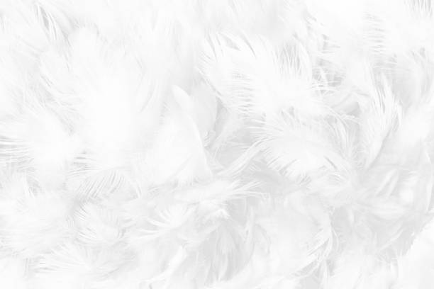 istock white feather texture background,pastel soft fur for baby to sleep.cool background 1280184423