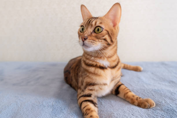 istock Bengal cat is resting on the sofa in a bright room 1280184620