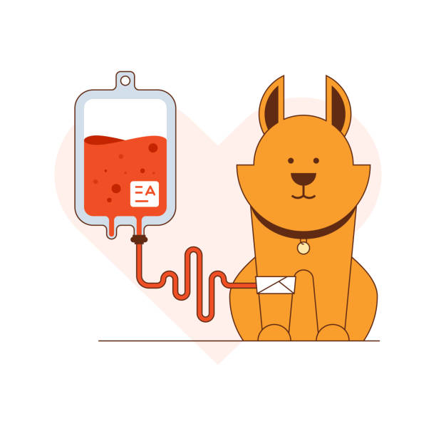 ilustrações, clipart, desenhos animados e ícones de doação de sangue para cães ilustração vetorial - órgão interno animal